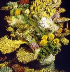 nachgestelltes Korallenriff im Meeresmuseum